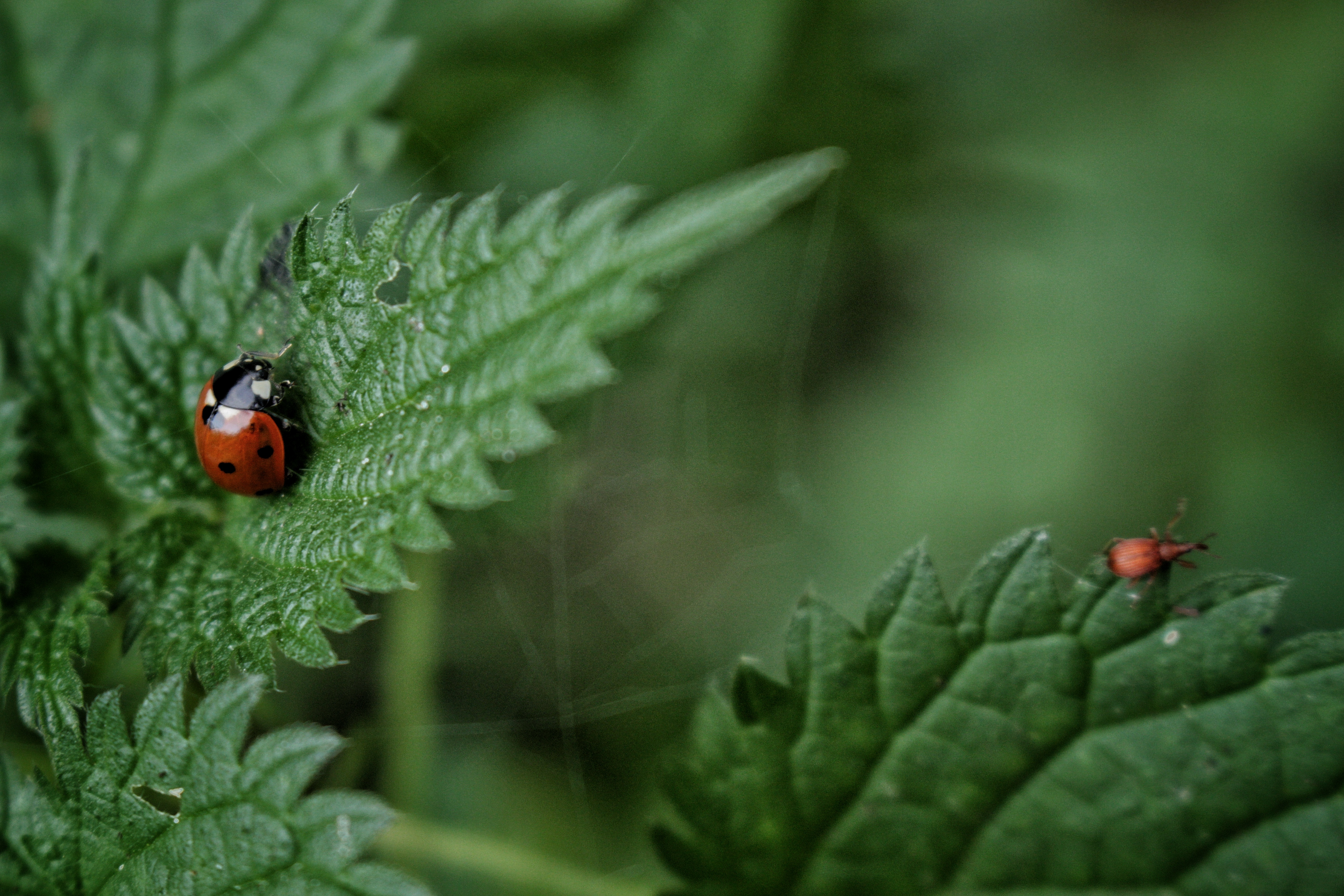 20151022-1623 - Marienkäfer